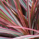 ¿Cómo plantar un dragonnier de Madagascar en maceta?