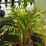 Dypsis, palmeado de Areca: enfermedades y parásitos