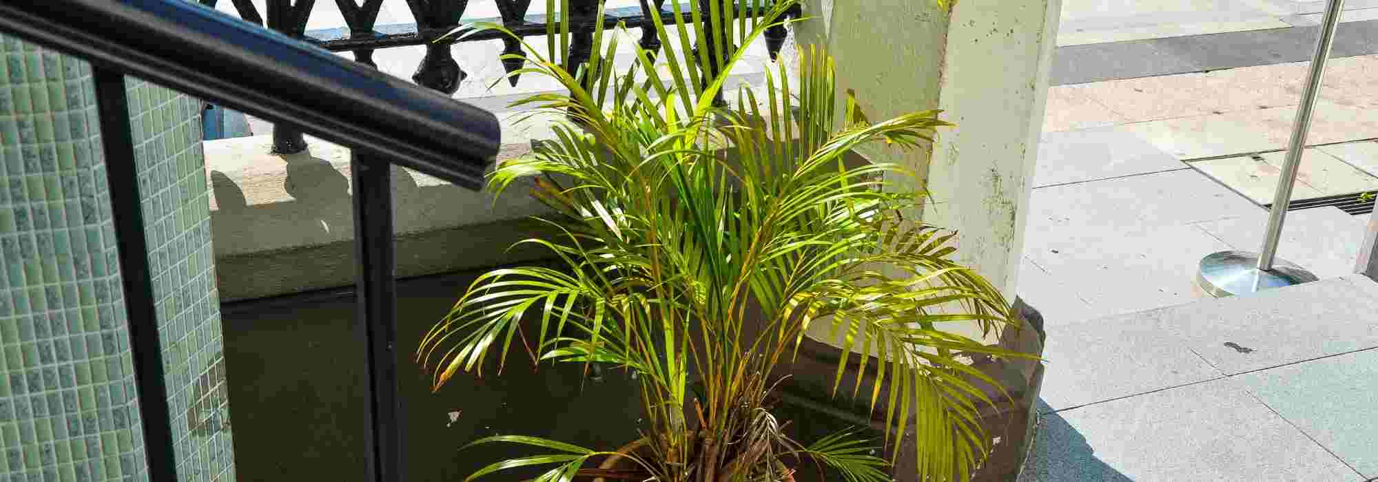 Dypsis, palmeado de Areca: enfermedades y parásitos