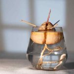 3 métodos sencillos para hacer germinar y cultivar un aguacate a partir del hueso