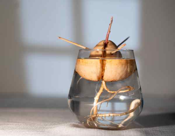 3 métodos sencillos para hacer germinar y cultivar un aguacate a partir del hueso