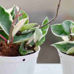 Hoya: ¿qué hacer después de la compra?