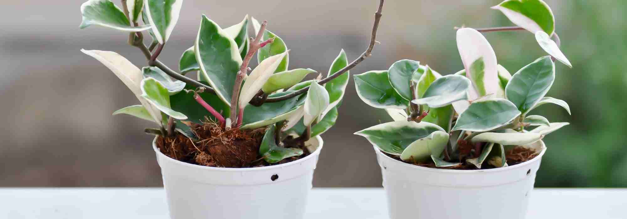 Hoya: ¿qué hacer después de la compra?