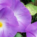 Ipomoea invasora: ¿cómo controlarla?