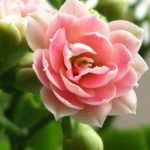 Kalanchoe en interior: nuestros consejos para un cuidado exitoso