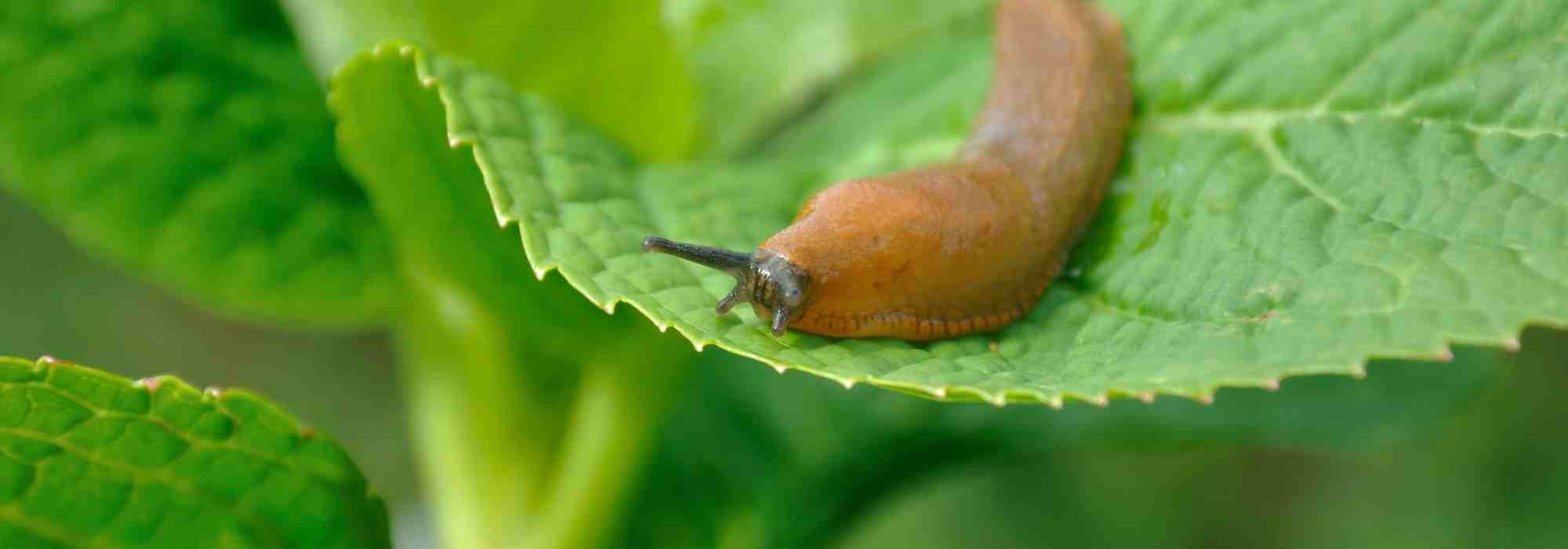 ¿Dónde se esconden las babosas durante el día? Sus refugios, al fin, revelados