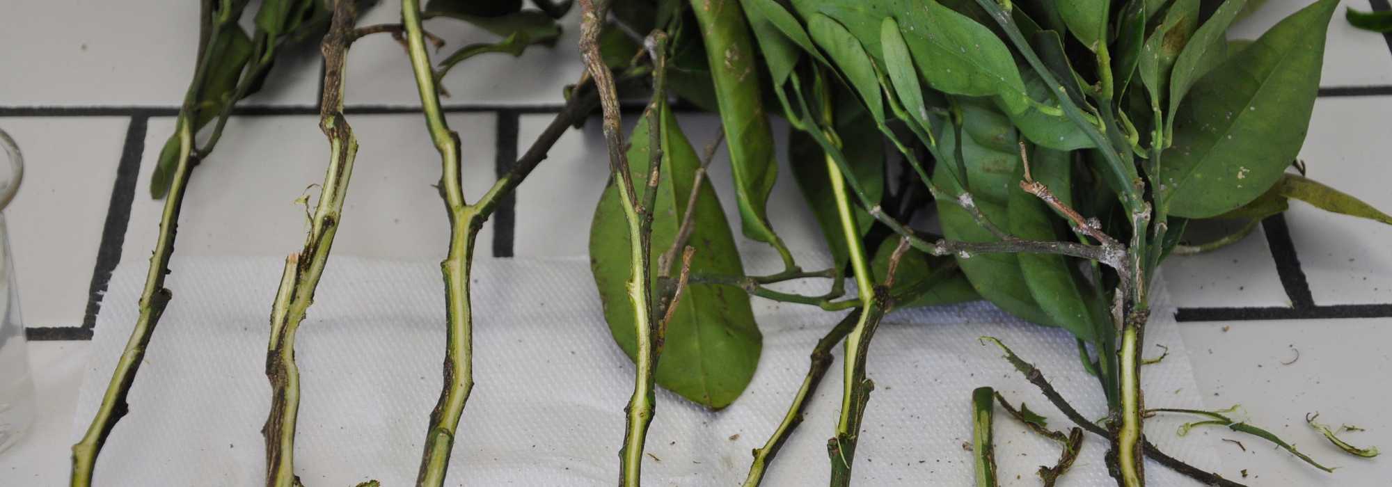 Mal secco de los cítricos: todo lo que debes saber sobre esta enfermedad