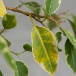 Las enfermedades y los parásitos del Ficus