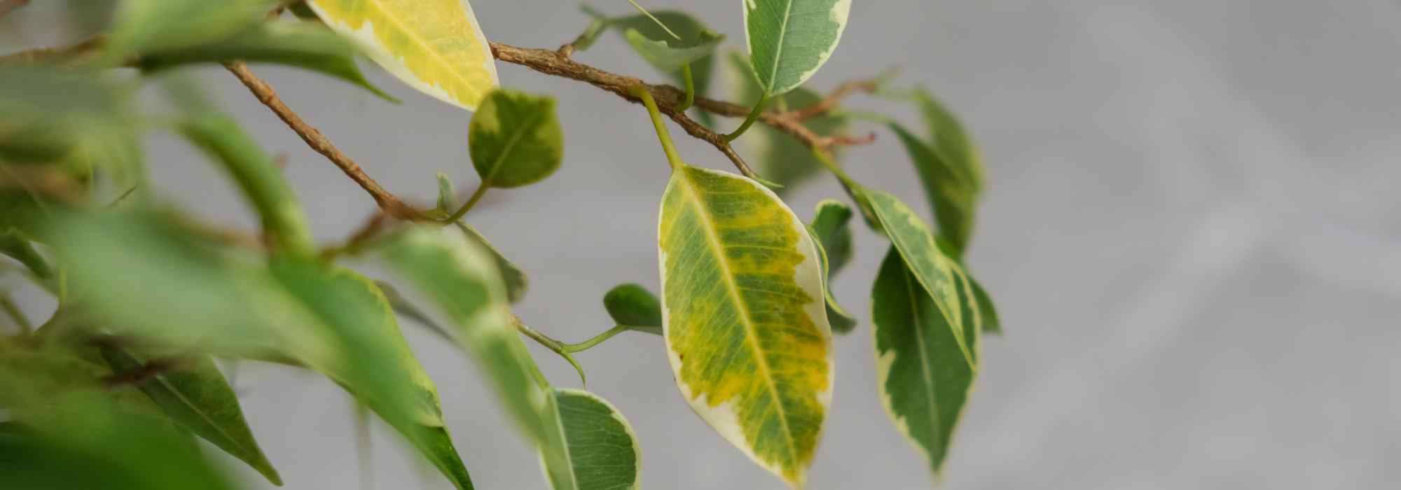 Las enfermedades y los parásitos del Ficus
