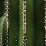 Las enfermedades y parásitos del cactus euphorbia
