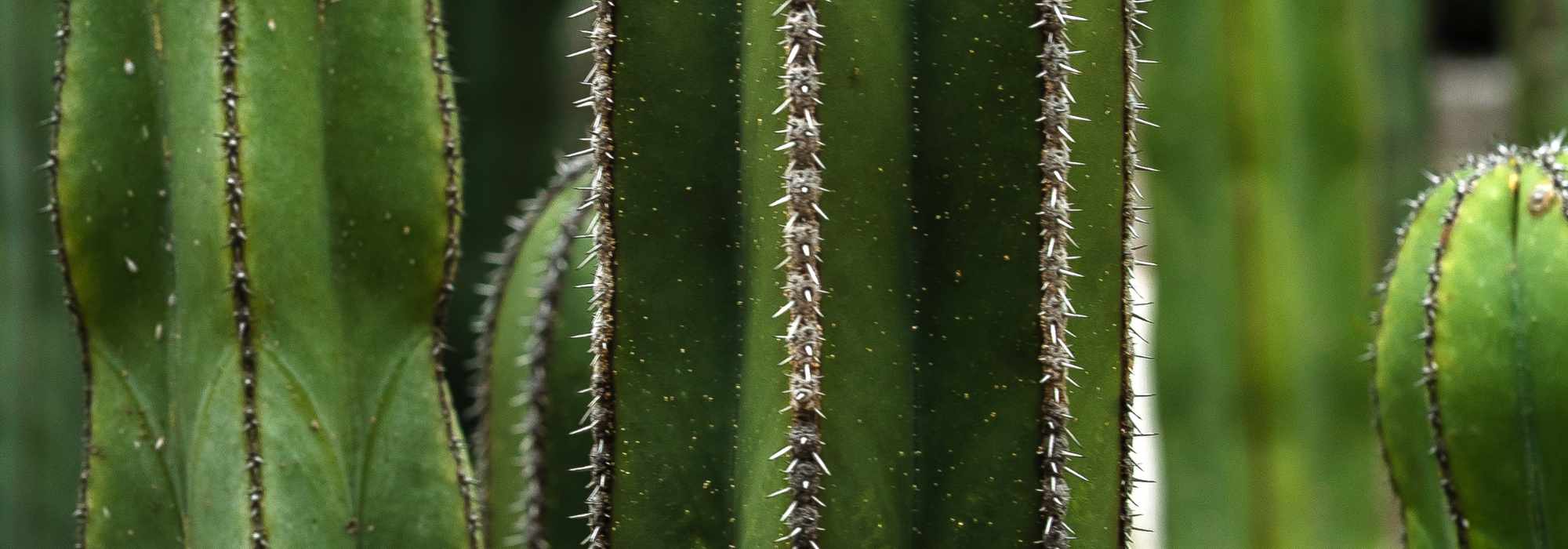 Las enfermedades y parásitos del cactus euphorbia