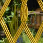 El sauce en el jardín: ideas e inspiraciones
