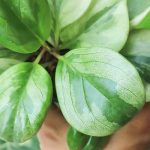 Peperomia: el cuidado a lo largo de las estaciones