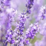 Plantar bien la Lavandula en la borde para estructurar tus macizos