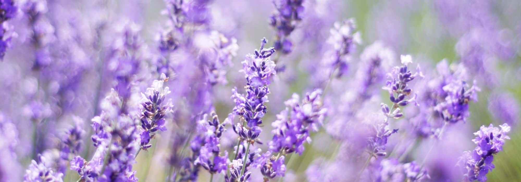 Plantar bien la Lavandula en la borde para estructurar tus macizos