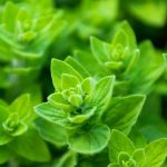 Las plantas aromáticas útiles para un jardín en permacultura