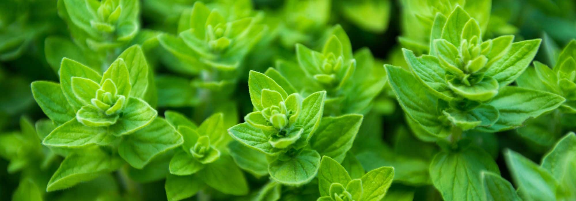 Las plantas aromáticas útiles para un jardín en permacultura