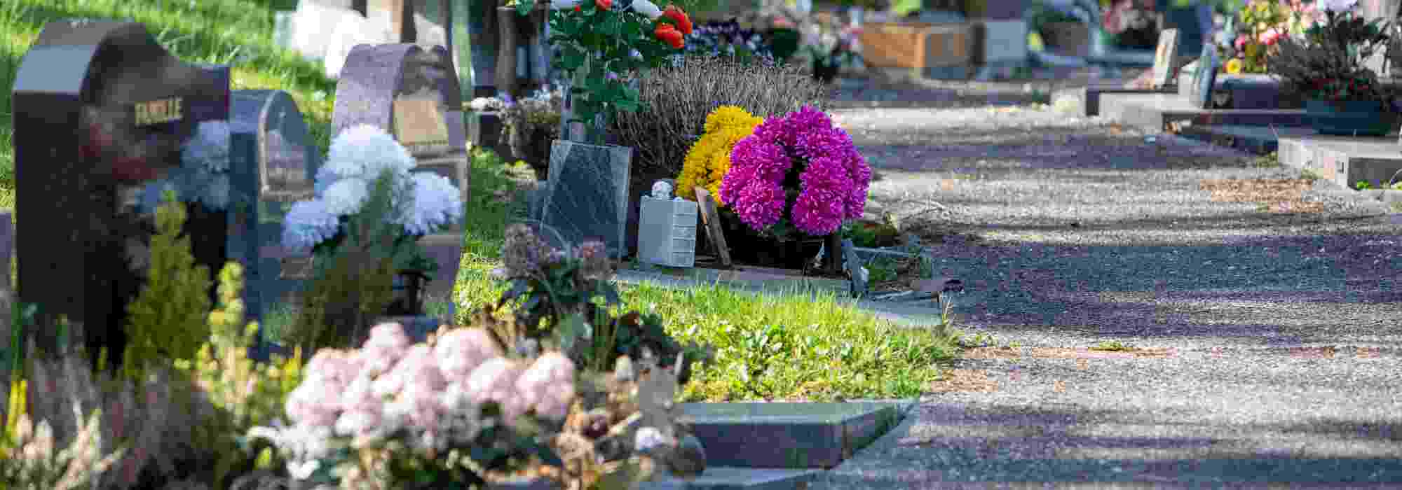 Plantas resistentes para cementerio: ¿qué plantar en maceta sobre una tumba?