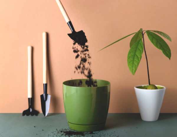 ¿Cuándo y cómo trasplantar un aguacate cultivado en maceta?