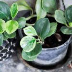 ¿Cómo trasplantar una Peperomia?