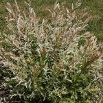 Árbol de gambas: ¿cómo evitar que sus hojas se sequen en verano?