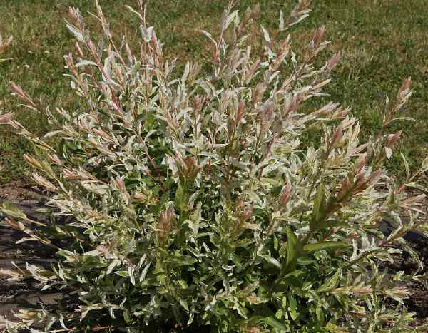 Árbol de gambas: ¿cómo evitar que sus hojas se sequen en verano?