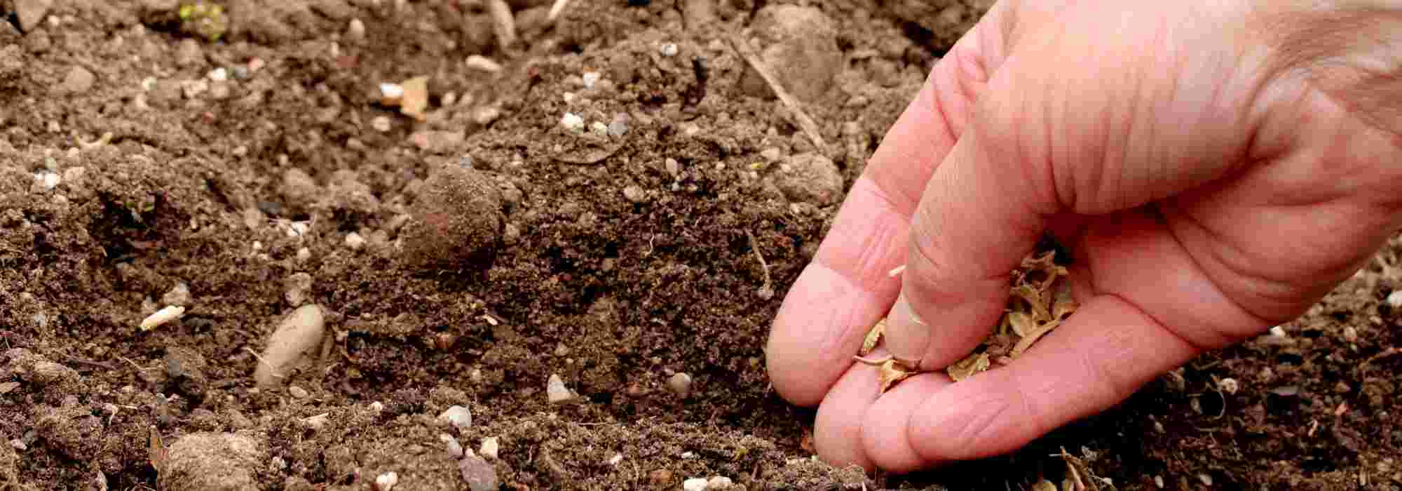 Siembra en línea o siembra al voleo: ¿en qué se diferencian?