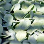 ¿Cómo sembrar el Brócoli, una verdura rica en nutrientes?