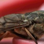 El tábano, un insecto estacional y temible