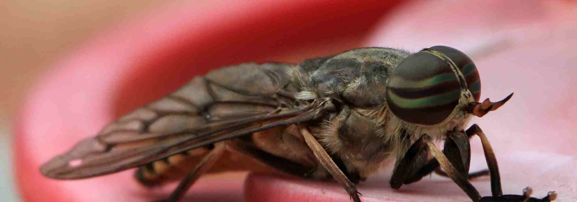 El tábano, un insecto estacional y temible