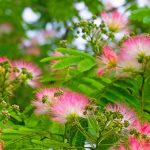 Albizia y suelo seco: un árbol ornamental adaptado al cambio climático