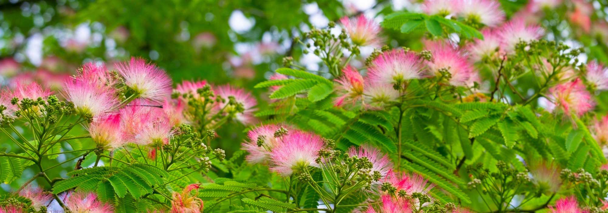 Albizia y suelo seco: un árbol ornamental adaptado al cambio climático