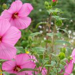 Asociar los Hibisco palustre: 5 ideas para un macizo exuberante