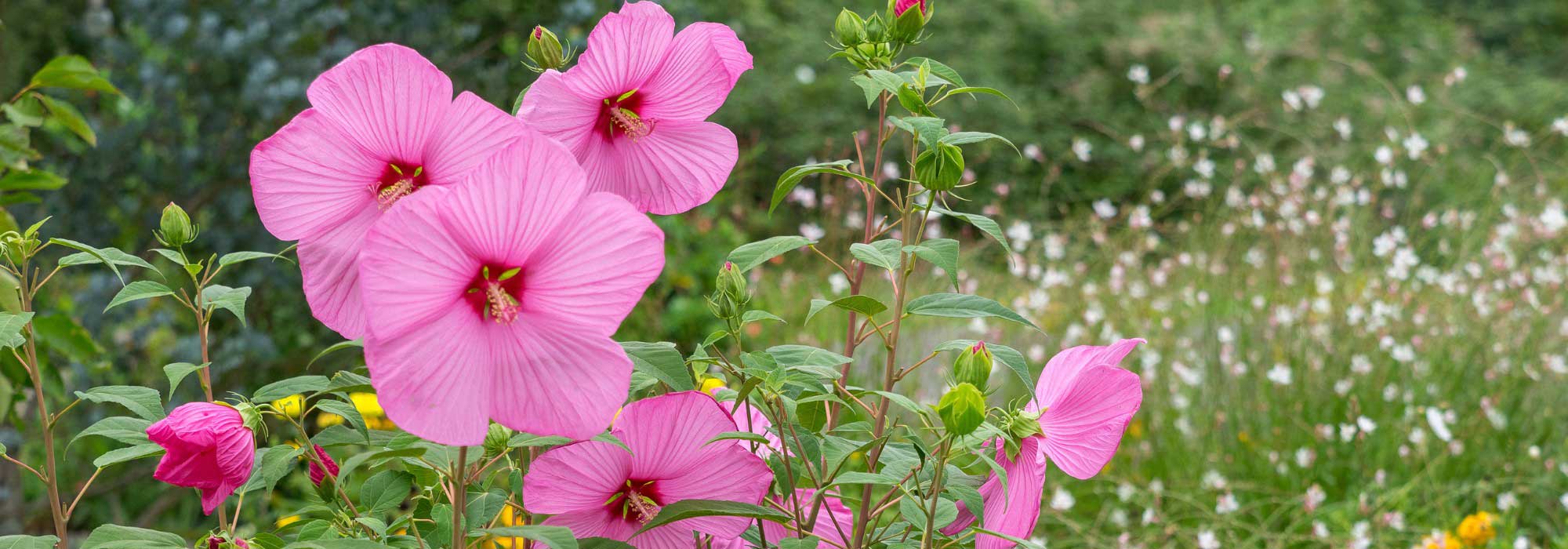 Asociar los Hibisco palustre: 5 ideas para un macizo exuberante