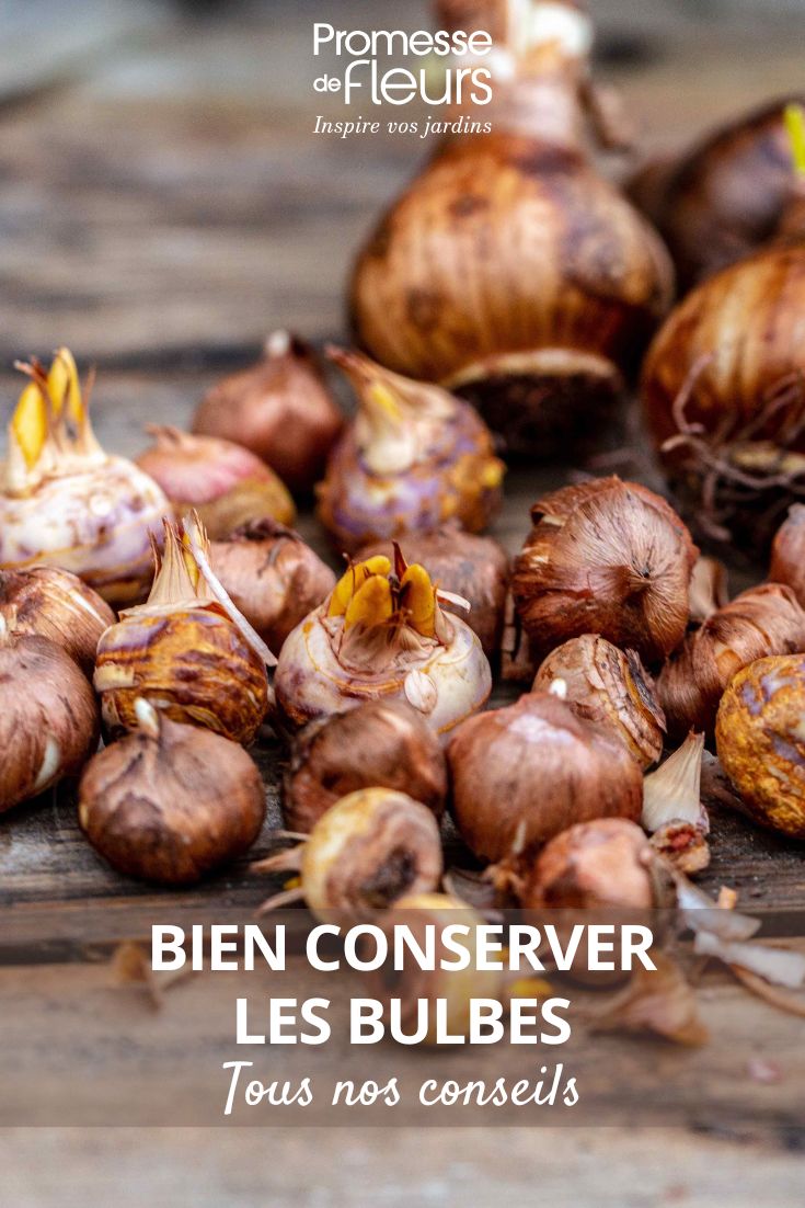 Bulbos de Croco y Narcisos