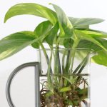¿Qué plantas se pueden hacer esquejes en agua?