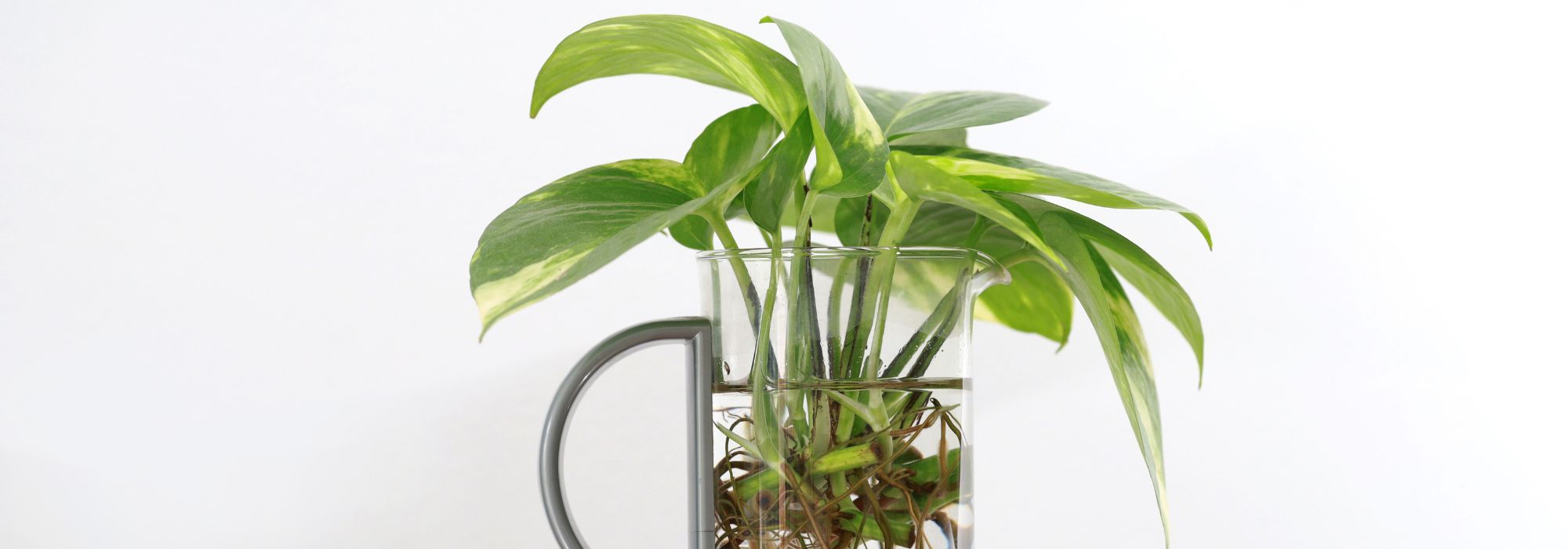 ¿Qué plantas se pueden hacer esquejes en agua?