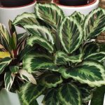 ¿Cómo trasplantar una Calathea sin estrés?