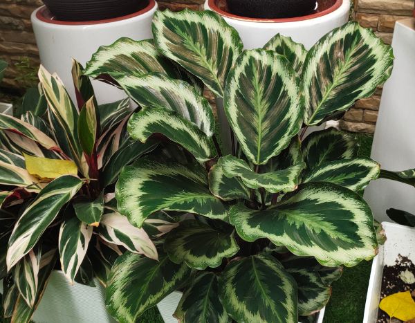 ¿Cómo trasplantar una Calathea sin estrés?