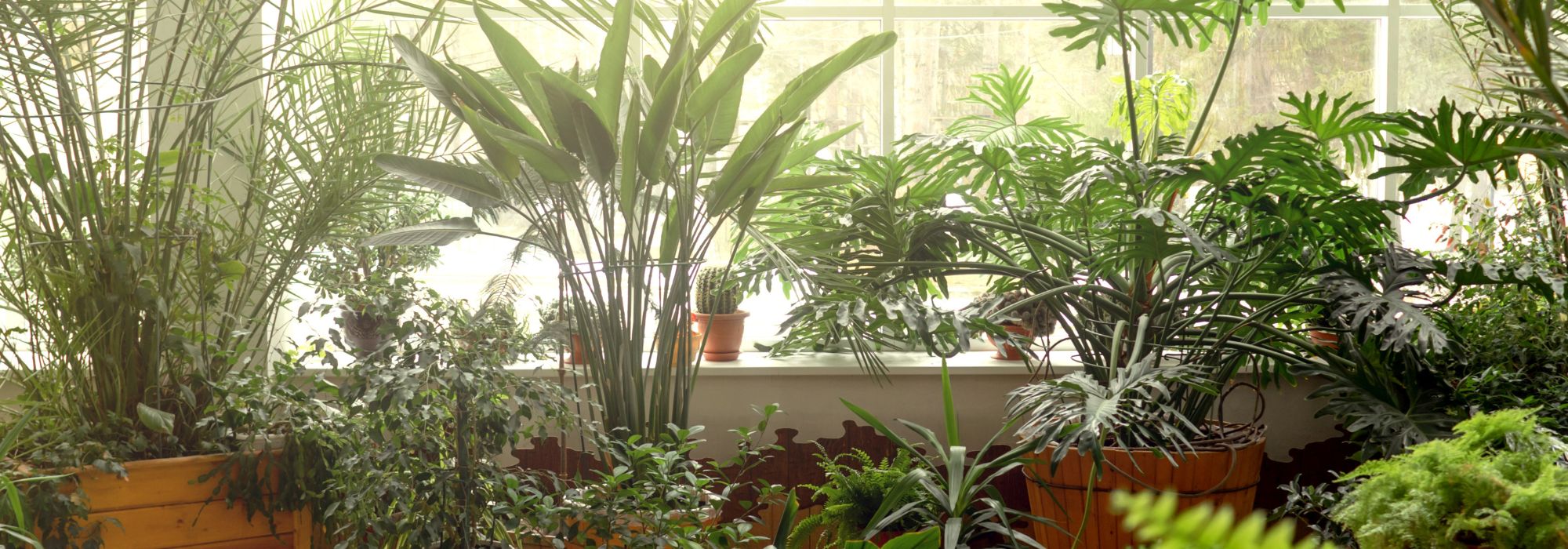 ¡Nuestros consejos para hacer esquejes de tus plantas de interior de forma fácil!