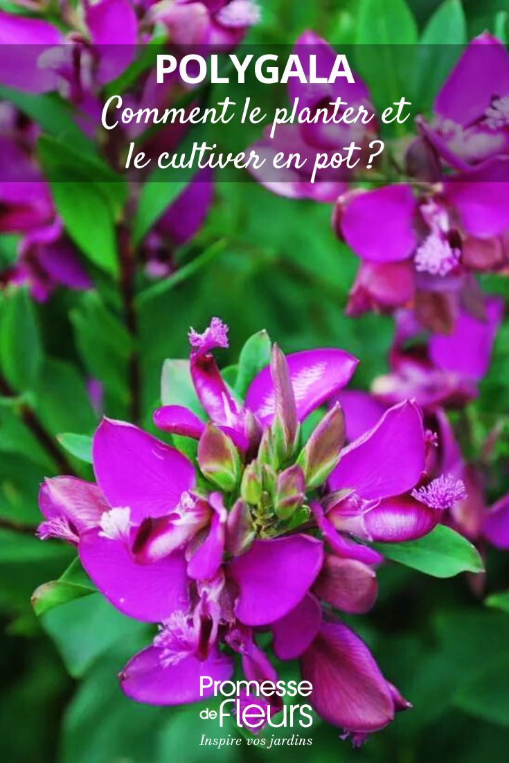 Polygala