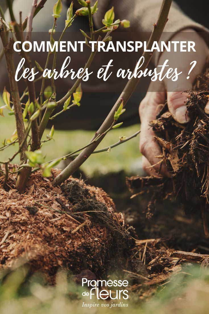Lograr el trasplante de árboles y arbustos.