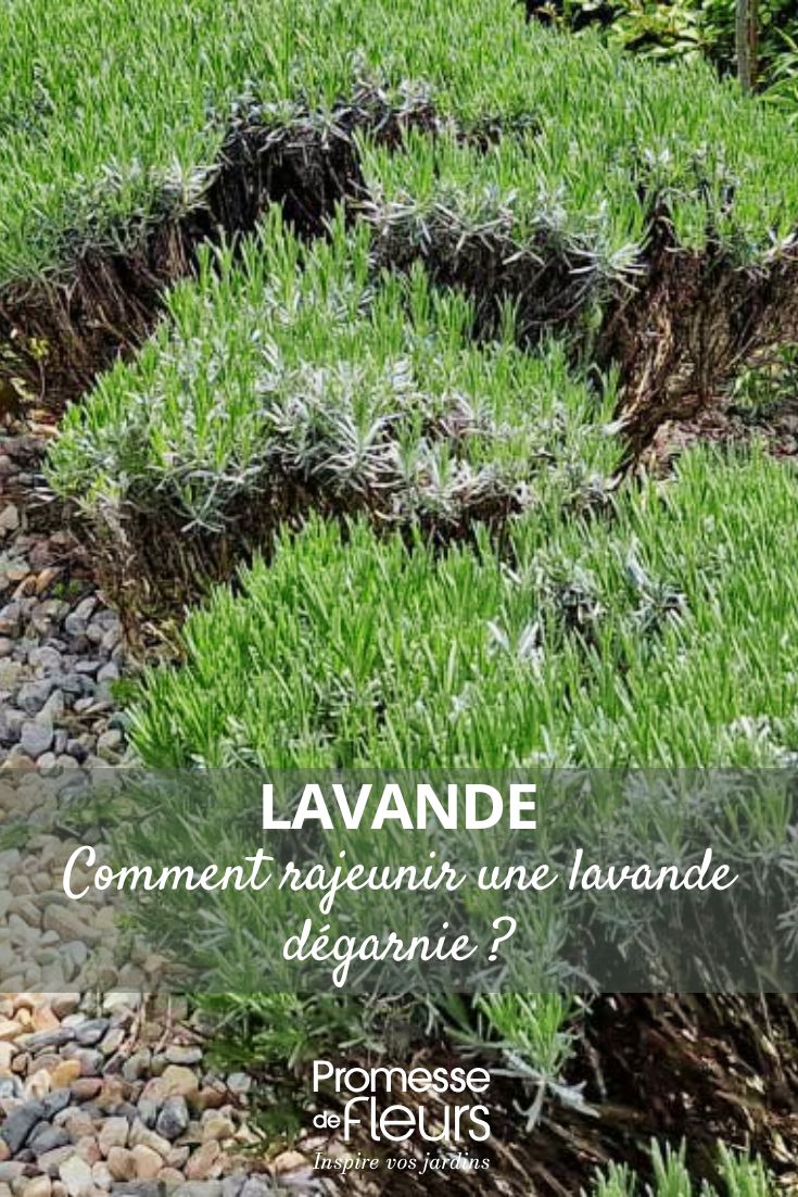 Cuidado de la lavanda vieja