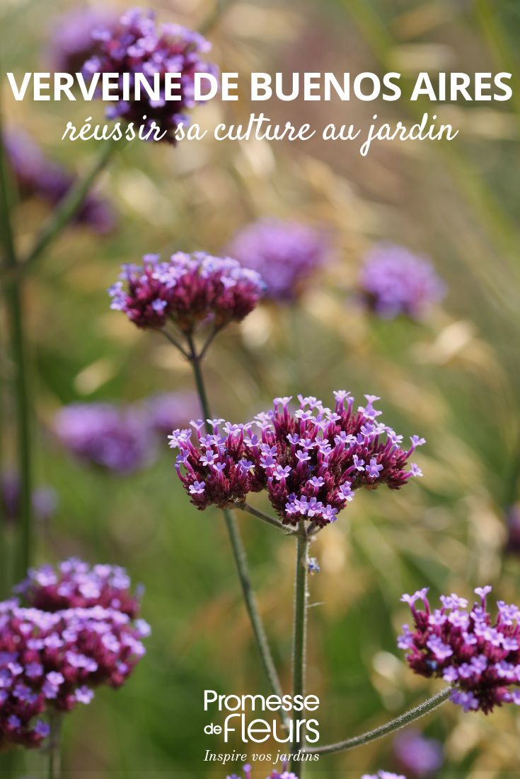 Verbena bonariensis