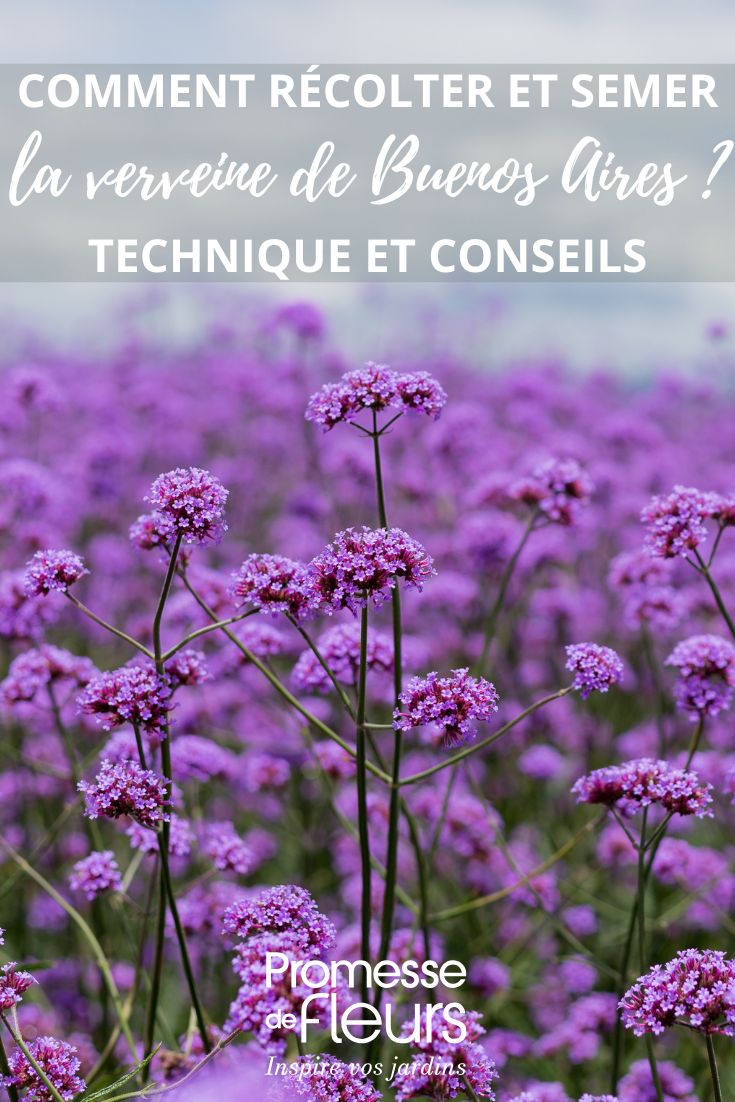 flores de Verbena de la Patagonia