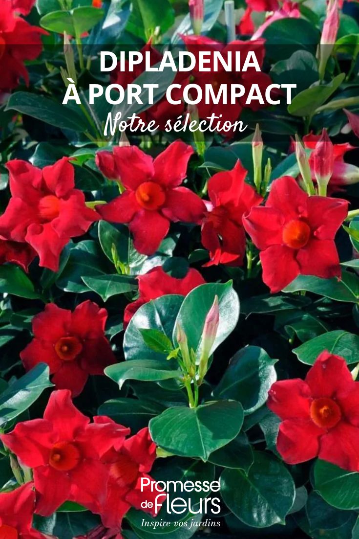 Dipladenia x sanderi Diamantina® ‘Jade Scarlett’