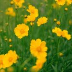 ¿Cómo dividir las Coreopsis para rejuvenecerlas y multiplicarlas?
