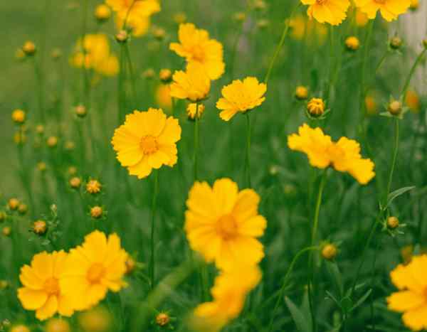¿Cómo dividir las Coreopsis para rejuvenecerlas y multiplicarlas?