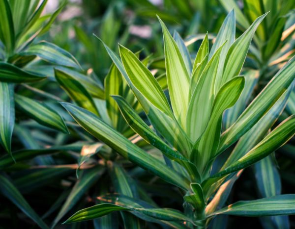 ¿Cómo hacer esquejes de Dracaena de forma fácil?