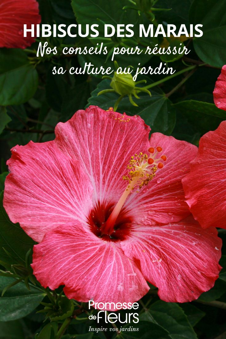 flor de Hibiscus moscheutos